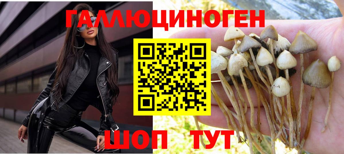 Галлюциногенные грибы Psilocybine cubensis Сунжа